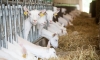 Supprimer le pmsg pour synchroniser les chaleurs des chèvres - protocole "éponge effet mâle"