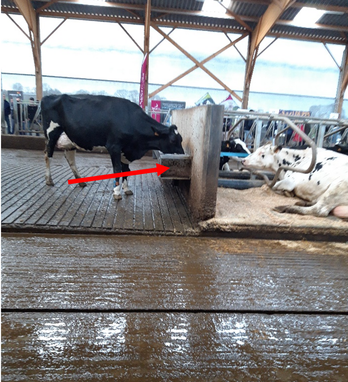 Pour favoriser le confort de la buvée des vaches et limiter la souillure de l’abreuvoir par les bouses, l’abreuvoir doit être réhaussé de 20 cm du sol.