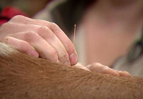 Découvrir l’intérêt de l’acupuncture pour les animaux 