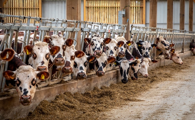 Maîtriser les dépenses de santé en élevage laitier