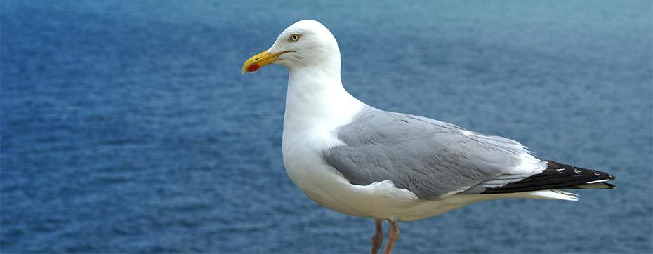 Prévention virus Influenza aviaire